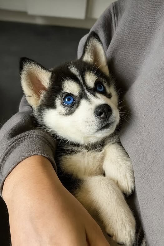 BlueRidge Huskies family with puppies