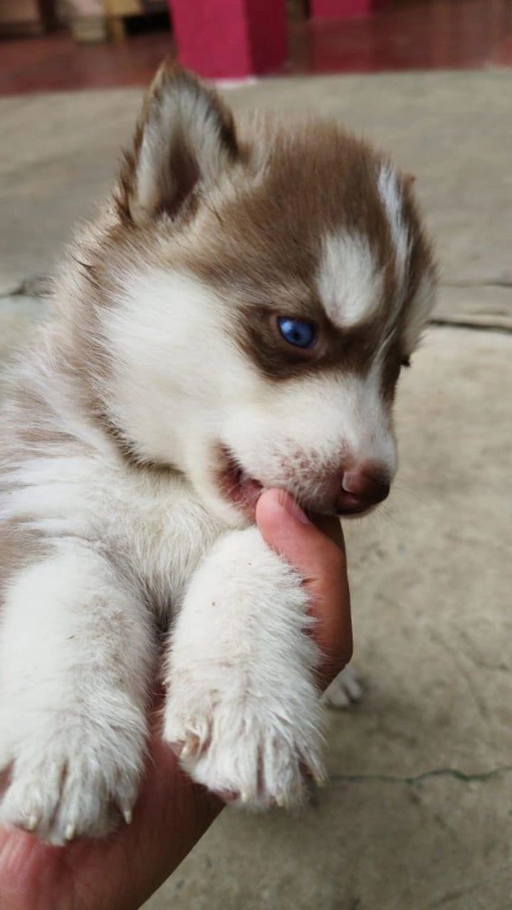 Luna
