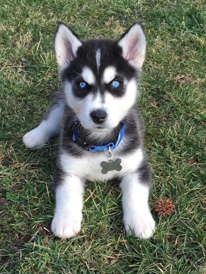 Nova